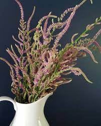 Buy and sell locally in lancaster, pa. Rat Tail Statice Wholesale Flowers Flower Farm Bloom