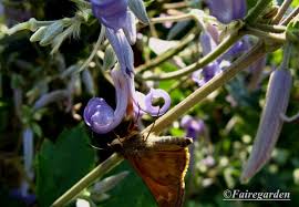 Maybe you would like to learn more about one of these? Clematis Stans Fairegarden