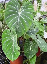 Philodendron Gloriosum Glorious Jungle Philodendron Philodendron Philodendron Plant Plants