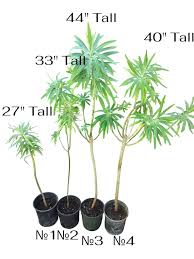 Image result for Euphorbia zambesiana