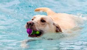 It can swim well, but it can't breathe under water. Do Labradors Like To Swim
