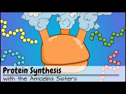 Speciation and genetic drift answer key recognizing the quirk ways to get this book speciation and genetic drift answer key is additionally useful. Amoeba Sisters Video Recap Dna Vs Rna Protein Synthesis Updated Protein Synthesis Summary Jobs In Usa Jobs Ecityworks