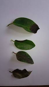 Leaves turning black on tree. General Ficus Leaves Turning Blackish