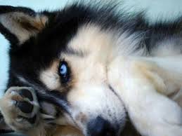 This is not the pup for you if you dislike training or. Howl At The Moon Siberian Husky Rescue Inc Home Facebook