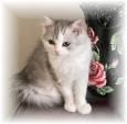 RagaMuffin Kittens Breeders for Sale - RagaMuffin Cat World