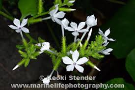 Image result for Plumbaginaceae