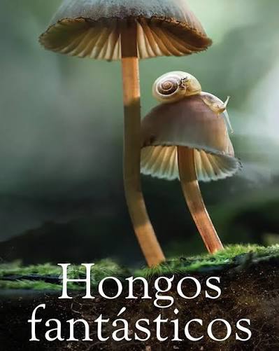 Hongos fantásticos” . 📌Documental, 2019. 📌Plataforma: Netflix. 📌País de  origen: EEUU 🇺🇸 📌Genero: Documental/Naturaleza 📌Puntaje: 8,5 📌+info: 1  hora 21' . Buen domingo, como están? Y no es un domingo cualquiera. Te