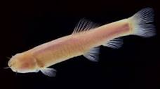 Phreatichthys andruzzii - Wikipedia