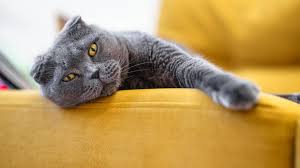 ‪9 Fascinating Genetic Anomalies in Cats | PetMD‬‏