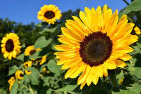 Перевод песни sunflower — рейтинг: Sunflowers How To Plant Grow And Care For Sunflower Plants The Old Farmer S Almanac