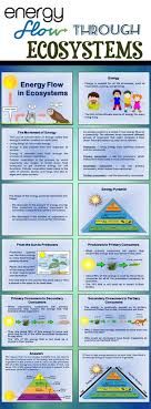 Energy Flow Through Ecosystems Ecosystems Elementary School Science Elementary Science Activities