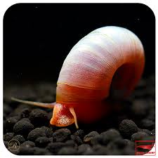 Orange Posthornschnecke Gunstig Online Kaufen Schnecken Aquarium Schnecken Orange