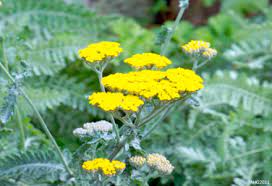 Achillea Millefolium An Overview Sciencedirect Topics
