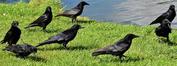 Caracatitele in functie de specie traiesc intre 6 luni si 5 ani. Despre Corb Informatii Si Curiozitati Wiki Animale