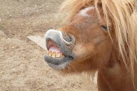 04:00 journal tv5 monde, le journal. Nord Et Pas De Calais C Est La Fete Du Poney Ce Dimanche 26 Mai Lille Actu