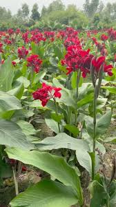 Image result for Cannaceae