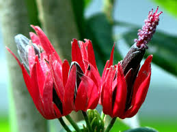 Image result for Pavonia