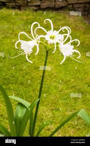 Image result for Ismene narcissiflora