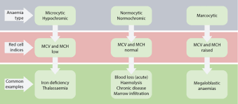 Pin On Hematology Blood Cells Lymphadenopathy Anemia Leukemia