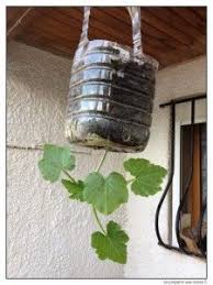 Faire Pousser De La Nourriture Au Plafond Et Sur Les Murs Potager Jardin Potager Vertical Planter Des Courgettes