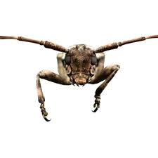 Alliance pest services provides pest control to residential homes & commercial businesses in new jersey. Alliance Pest Management 11 Photos Pest Control 326 Stokes Rd Medford Nj Phone Number