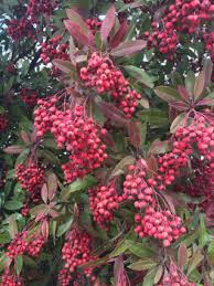 Native from mexico to northern south america, the money tree is also very popular in taiwan and other east asian. Gardening Cash In With Your Own Money Tree They Can Grow In Socal Press Enterprise