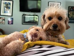 cocomarleypelaez has a new sister. #monafalanapelaez came to us as a  rescue-I'd lined up a home for her-but when she got here she was so  broken-I realized she would need a ton