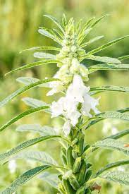I Just Found Out How Sesame Seeds Grow And I M Currently Marveling At An Everything Bagel Seeds Sesame Vermont Farms