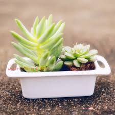 I Love Plant Tiny Plants Ceramic Planters Rectangle Planters