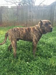 Presa canario's are agile, protective, and courageous when looking for a presa canario puppy that is for sale, you want to make sure you are buying from a legitimate breeder. Presa For Sale Ga