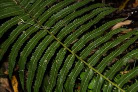 Image result for Pneumatopteris