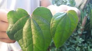 Sketsa gambar hewan mudah yang selanjutnya adalah domba. Cara Membuat Jamu Daun Sirih Untuk Sembuhkan Batuk Mudah Dilakukan Di Rumah Tribun Jabar