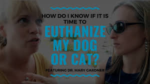 Legally, you're allowed to euthanize your pet through a licensed veterinarian in every state. How Do I Know If It Is Time To Euthanize My Dog Or Cat Vlog 102 Youtube