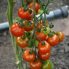 It's your choice, and it's all in the variety and pruning practices you follow, because there really is no average height for tomato plants. Cherry Tomato Cerise Solanum Lycopersicum De Bolster Organic Seeds