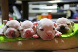 Cute newborn french bulldog puppy dogs moving fast to find milk from mom and suckle breastmilk. 18 Newborn French Bulldog Ideas Bulldog French Bulldog Puppies