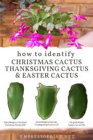 Christmas Cactus Or Thanksgiving How To Id Your Plant In 2020 Easter Cactus Christmas Cactus Thanksgiving Cactus