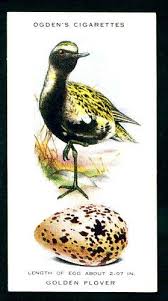 Birds And Their Eggs Pictures Pin On Cigarette Cards Birds