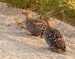 Cift Bantli Bagirtlak Kusu Pterocles Bicinctus
