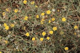 Image result for Launaea rogersii