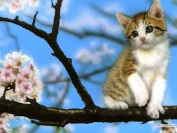 Baby Kitten Wallpapers Wallpaper Cave