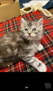 We are small hobby breeders of pedigree maine coon cats and sometimes have maine coon kittens for sale to loving homes. Maine Coon Kittens Pets For Sale In Georgia In Tbilisi