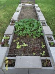 my cinder block garden turnips and lettuce with carrots cinder block garden raised garden cinder block garden bed