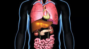 Image result for Transplantation