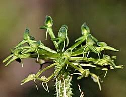 Image result for Malaxis weberbaueriana