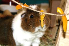 Featuring yogurt and orange flavors, this best vitamin c for guinea pig can easily excite your fluff ball's taste buds. Guinea Pig Vitamin C Requirements