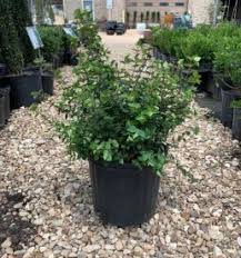 Rylie day care center 1509. Dallas Wholesale Nursery And Landscape Supply Plano Tx