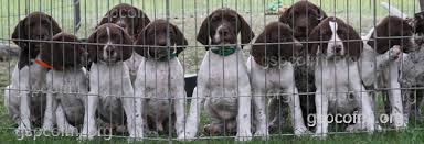 Check spelling or type a new query. Michigan German Shorthaired Pointer Kennels