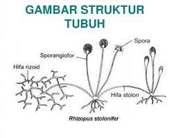 Maybe you would like to learn more about one of these? Zygomycota Pengertian Struktur Ciri Manfaat Dan Contohnya