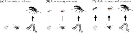 I used to call my younger sister a pest, because of all the questions she'd ask me. Give Predators A Complement Conserving Natural Enemy Biodiversity To Improve Biocontrol Sciencedirect