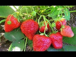 Pretul este negociabil in functie tehnologia de inmultire la care faceti referire, se foloseste la inmultirea in vitro. Capsuni 5 Soiuri De Capsuni Populare Remontante Care Rodesc Tot Anul In Gradina Livada Bio Youtube